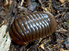 Balled Millipede