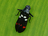 Black Froghopper