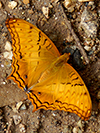 Common Cruiser (male)