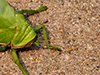 Giant False Leaf Katydid
