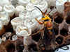 Asian Giant Hornet