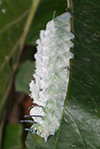 Atlas Moth caterpillar