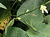 Butter Bean (plant)