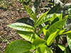 Camellia sinensis (tea plant)