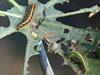 Common Castor and its caterpillars on Castor Oil Plant