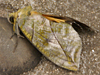 Oblique Striped Fruit-piercing Moth