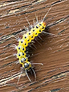 Fall Webworm Moth caterpillar