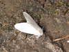 Fall Webworm Moth