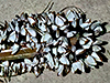 Goose Barnacles