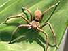 Huntsman Spider