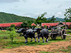 Luang Prabang Elephant Camp