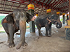 Luang Prabang Elephant Camp