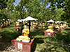 Maha Bodhi Ta Htaung (Buddha Garden)