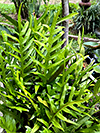 Monarch Fern