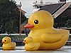 Udonthani Yellow Ducks