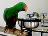 Parrot and Palm Garden