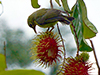 Plain-throated Sunbird piercing fruit