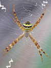 St. Andrew's Cross Spider (female)