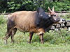 Thai Fighting Bull