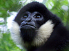 White-cheeked Gibbon (male)