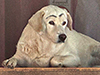 dog with eyebrows