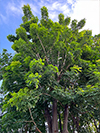 makok (tree)
