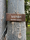 makok (tree trunk)