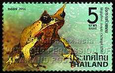 Long-nosed Horned Frog (Megophrys nasuta)