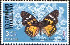 Butterflies - 2nd Series