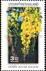 Yellow Cassia flowers
