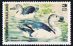 Comb Duck (Sarkidiornis melanotos)