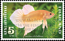 National Aquatic Animal of Thailand - Betta Splendens