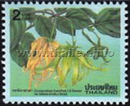 Ylang Ylang Tree (Cananga odorata)