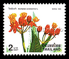 Scarlet Milkweed (Asclepias curassavica)