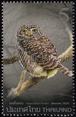 Nocturnal Birds - Owls