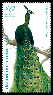 Green Peafowl (Pavo muticus)