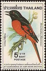 Scarlet Minivet (Pericrocotus flammeus)
