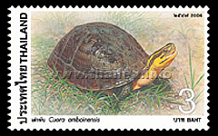 Southeast Asian Box Turtle (Cuora amboinensis)