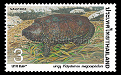 Big-headed Turtle (Platysternon megacephalum)