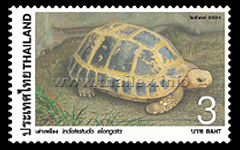 Elongated Tortoise (Indotestudo elongata)