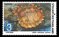 Southeast Asian Spiny Turtle (Heosemys spinosa)
