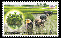 transplanting rice paddy sprouts