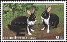 black and white domestic rabbits