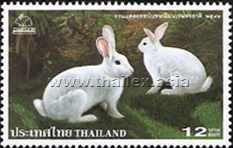 white domestic rabbits with black eyes