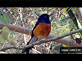 Forest Encounters: The Enchanting White-rumped Shama