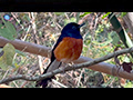 Forest Encounters: The Enchanting White-rumped Shama