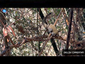 A Squirrel's Quest in the Jungle Canopy