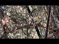 A Squirrel's Quest in the Jungle Canopy