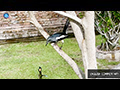 An Oriental Magpie-Robin at the Temple Sprinkler