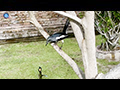 An Oriental Magpie-Robin at the Temple Sprinkler